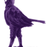 purplechook1