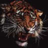 blunt_tiger