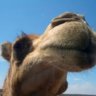 thirsty camel 1