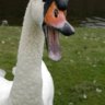 Livid_Swan