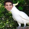 Cockatoo