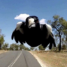 Soaring Magpie