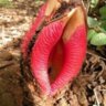 Filthy Flower