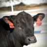 Bazil838