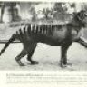 True Thylacine