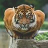TigerToughSkin