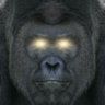 gorilla92