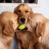 The Wonder Dog