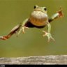 Flying frog