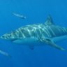 Greatwhite7