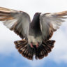 Flyingpigeon