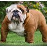 bulldog