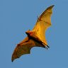 Flying Fox