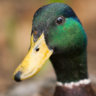 Mallard