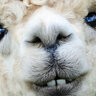 Spitty_the_alpaca