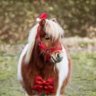 Ruby Clydesdale