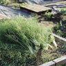 cultivating