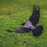 Lawn Crow