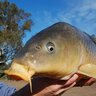 Cut the Carp