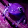 purplefrog