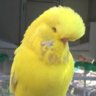 Budgie63