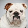 BallaratBulldog