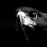 EaglesVille