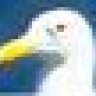 Seagull Steve