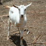 threeleggedgoat