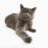 Serpounce