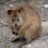 Freo Quokkas