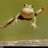 Flying frog