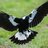 Swooping_Magpie