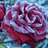 Winter_Rose