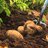 Flock of spuds