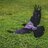 Lawn Crow