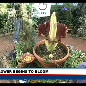 Phwoar smelly corpse flower