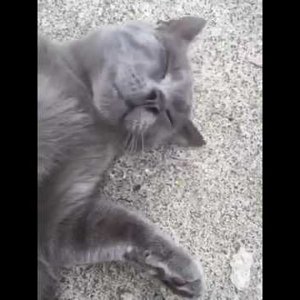 Gizmo the purr machine