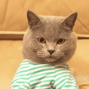 Shitposting cat