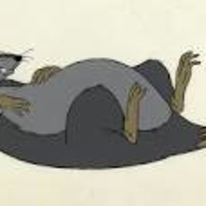 Fat Rat resting