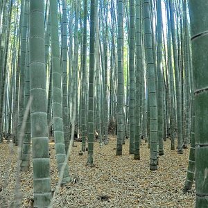 140810164130-16-sagano-bamboo-forest.jpg