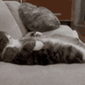 cat-chill.gif