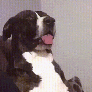 IMG_8203.gif