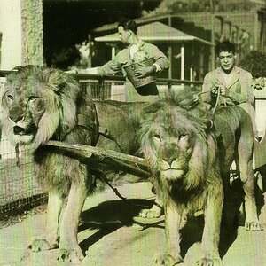 Two-Lions-and-pulling-Wagon.jpg