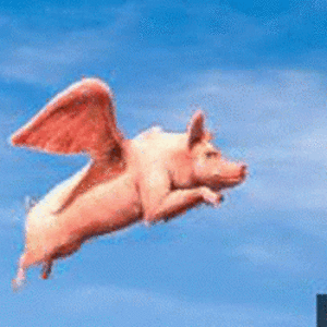 pig-fly.gif