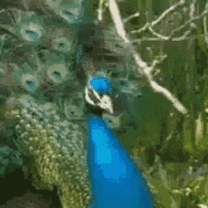 peacock-dancing.gif