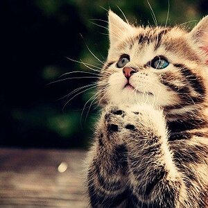 Praying Kitten - Blank.jpg