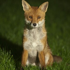 fox_1.jpg