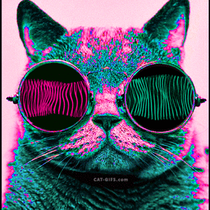 Psychadelic Cat - Glasses.gif
