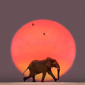 elephant_sun.jpeg